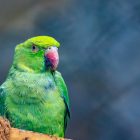 How to Care for an Injured Wild Bird